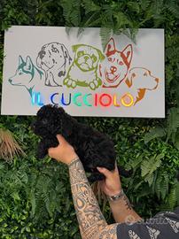 Barboncini Toy M e F rossi e neri