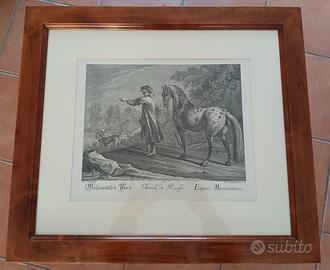 incisione all'acquaforte  J. Elias Ridinger 