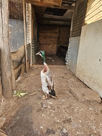 Maschio Anatra corritrice