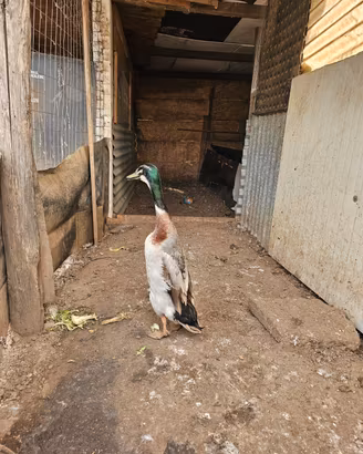 Maschio Anatra corritrice