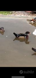 Anatre di Caroline maschi