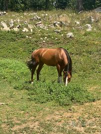 Stallone Quorter Hours