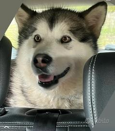 Alaskan Malamute