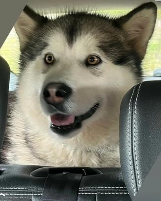 Alaskan Malamute