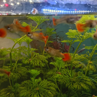Guppy Koy