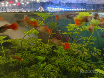 Guppy Koy