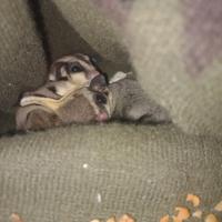 Petauri dello zucchero