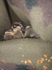 Petauri dello zucchero