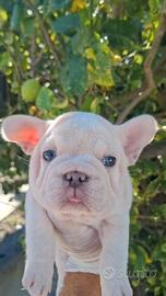 Bulldog francese Big Rope 