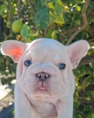 Bulldog francese Big Rope 