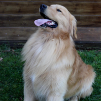 Golden retriever 100% Americano per monta