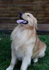 Golden retriever 100% Americano per monta