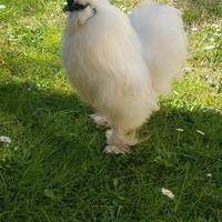Bello Moroseta gallo