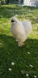 Bello Moroseta gallo