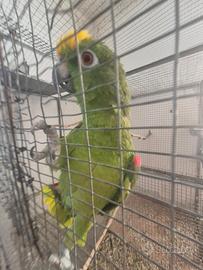 Coppie riproduttive di pappagalli