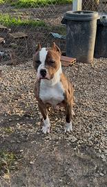 Pitbull
