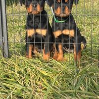 Cuccioli Rottweiler (femmine)