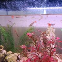 Pesci Guppy per acquario