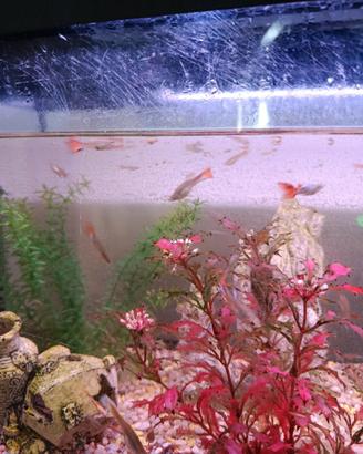 Pesci Guppy per acquario