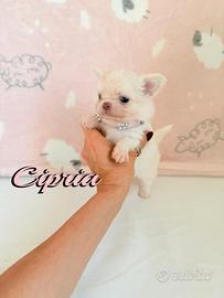 Chihuahua femmina a pelo lungo con pedigree