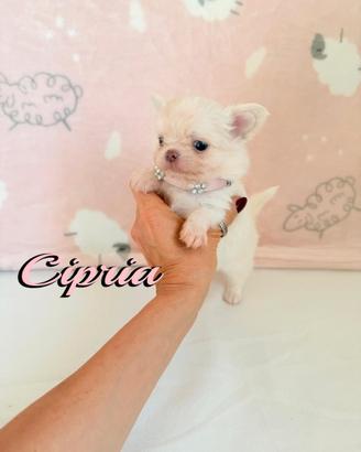 Chihuahua femmina a pelo lungo con pedigree