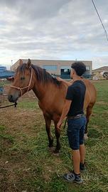 Cavalla 13 anni
