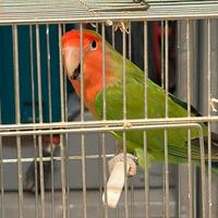 Inseparabile Maschio 2024