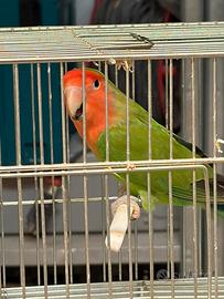 Inseparabile Maschio 2024