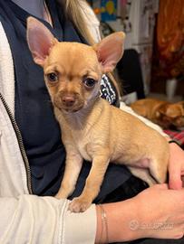 Cucciola chihuahua toy