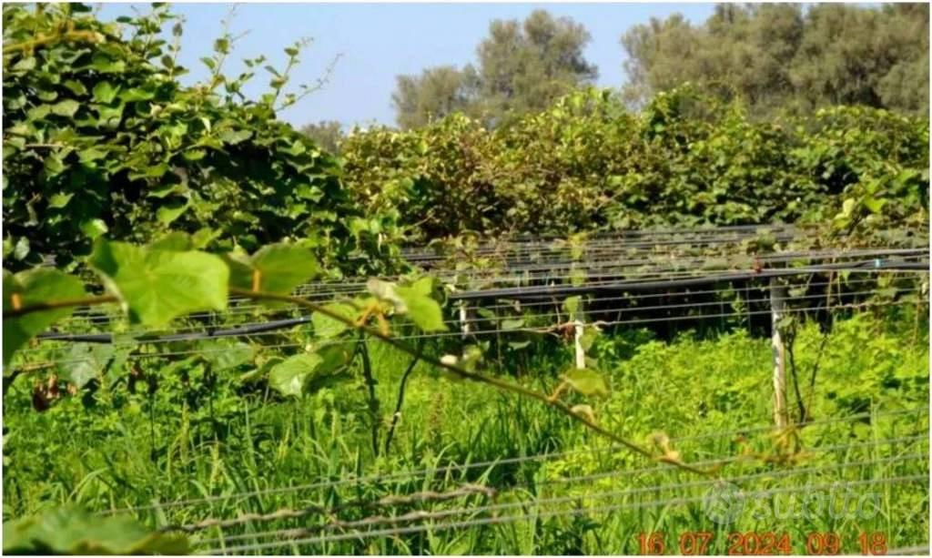 Immobile in asta di 6620 m² a Cittanova - Altro