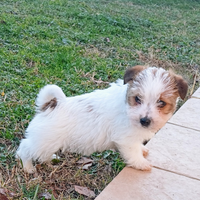 Jack Russell terrier Cucciolo