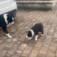 Border collie