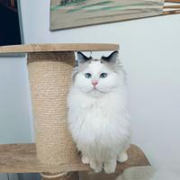 Ragdoll