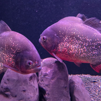 Piranha rosso nattereri acquario