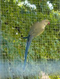 Parrocchetti dal collare