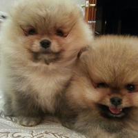Cucciolo di spitz Pomerania