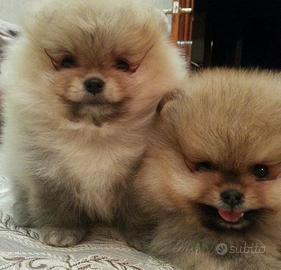 Cucciolo di spitz Pomerania