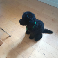 Barboncino Toy figlio di campioni,già educabisogn