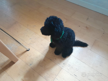 Barboncino Toy figlio di campioni,già educabisogn