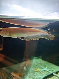 Arowana