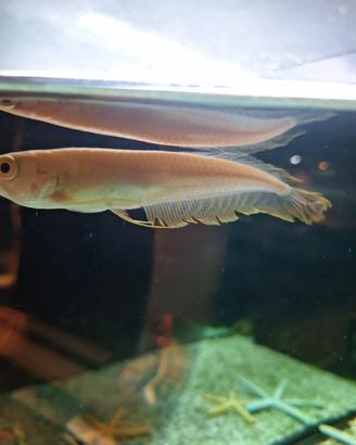 Arowana