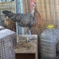 Gallina più due pulcini