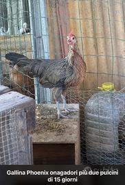 Gallina più due pulcini