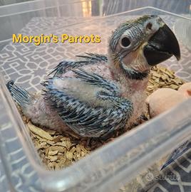 Pappagallo Ara Ararauna