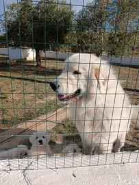 cuccioli di pastore Maremmano 