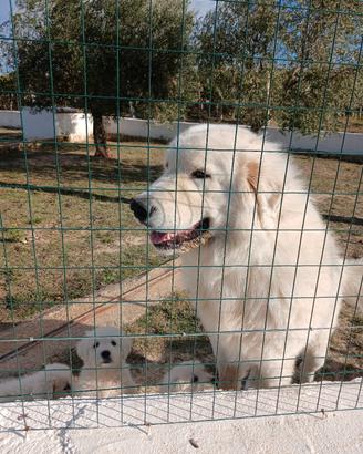 cuccioli di pastore Maremmano 