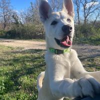Husky maschio 1 anno