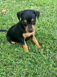 Cucciolo di Pinscher