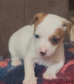 Jack russell