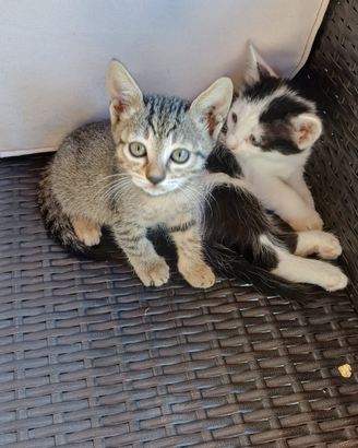 Gattini